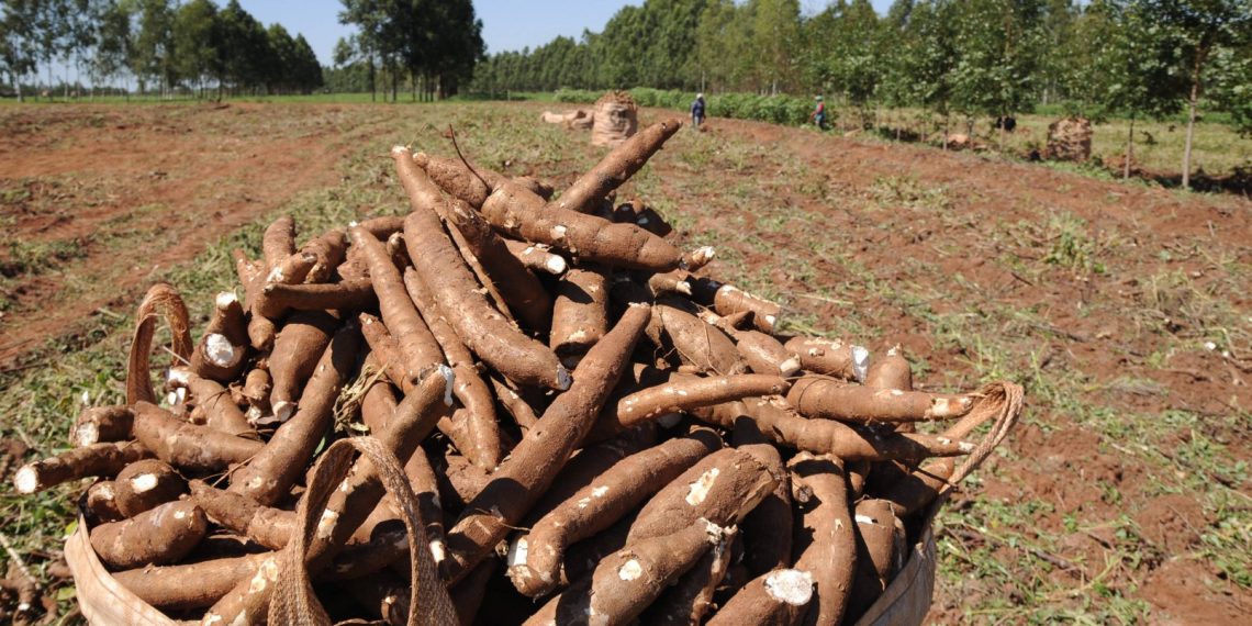 ABAM pede agilidade a Embrapa na liberação de ramas das novas variedades
