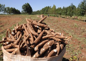 ABAM pede agilidade a Embrapa na liberação de ramas das novas variedades