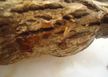 Pesquisador da Embrapa alerta para a doença “couro de sapo” na mandioca