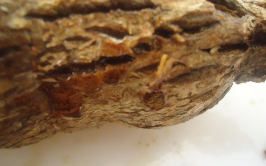 Pesquisador da Embrapa alerta para a doença “couro de sapo” na mandioca