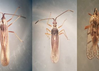 Nova praga ataca lavouras no Acre