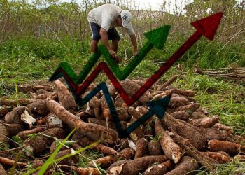 Oferta restrita de mandioca continua elevando cotações