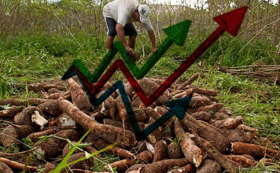 Oferta restrita de mandioca continua elevando cotações