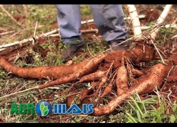 Mandioca ganha espaço em MG