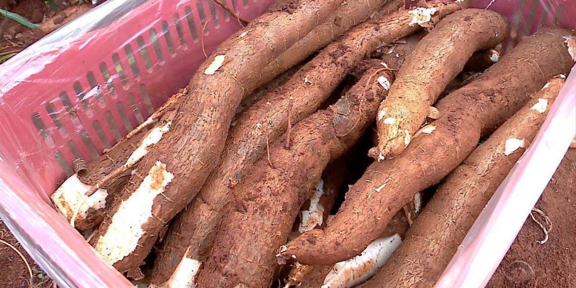 Com falta de mandioca para moagem, a ociosidade industrial é elevada