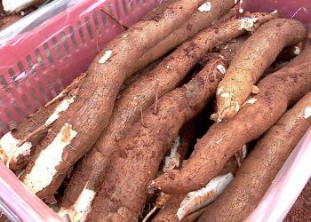 Com falta de mandioca para moagem, a ociosidade industrial é elevada