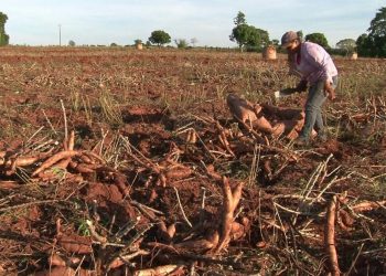 Baixa produtividade e queda do rendimento desestimulam colheita da mandioca