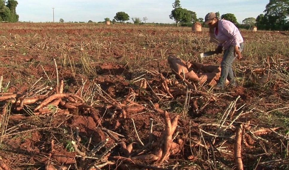Baixa produtividade e queda do rendimento desestimulam colheita da mandioca