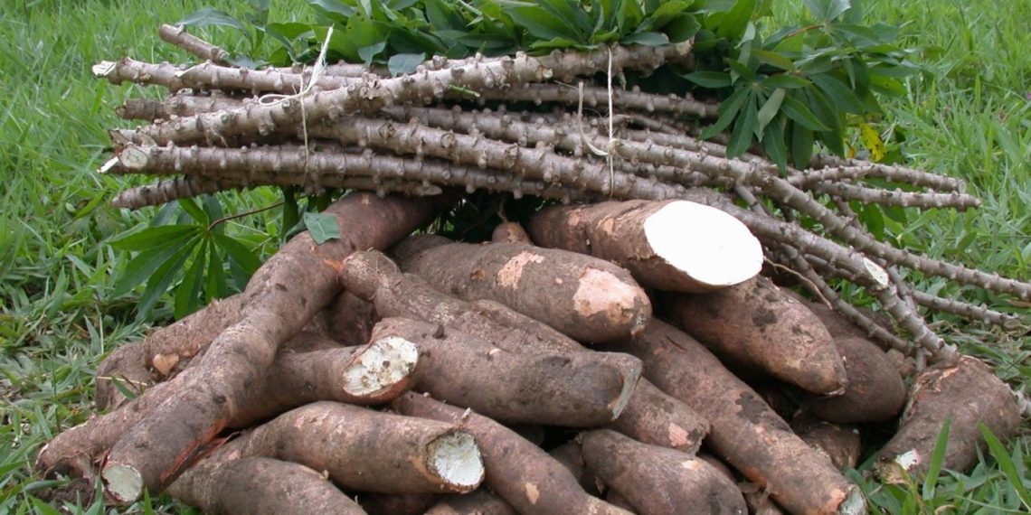 Com poucas lavouras para serem colhidas, oferta da mandioca segue baixa