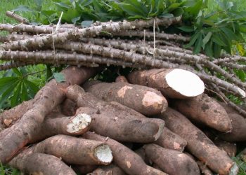 Com poucas lavouras para serem colhidas, oferta da mandioca segue baixa