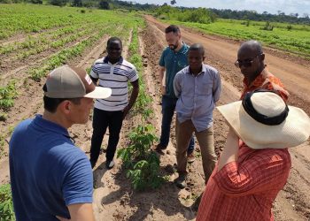 Brasil e Gana iniciam cooperação para fortalecer cadeia produtiva da mandioca