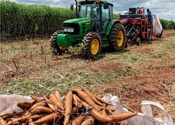 Embrapa e Tereos firmam parceria para nova cultivar de mandioca