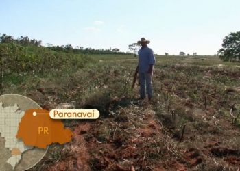 Produtores de mandioca enfrentam prejuízos no Paraná por causa da seca
