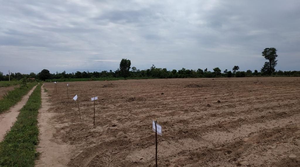 Unidade de Observação testa nove variedades de mandioca