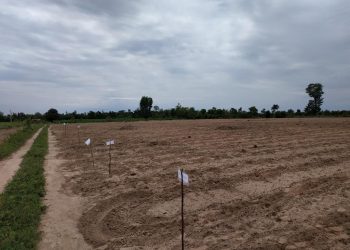 Unidade de Observação testa nove variedades de mandioca