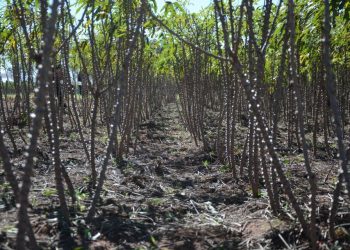 Aumenta a oferta e preço da mandioca continua em queda