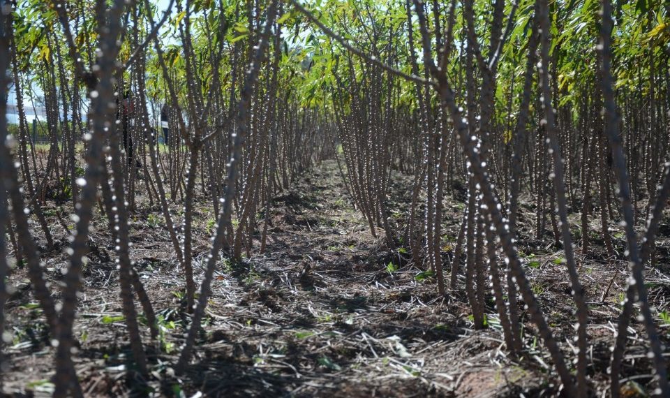 Aumenta a oferta e preço da mandioca continua em queda