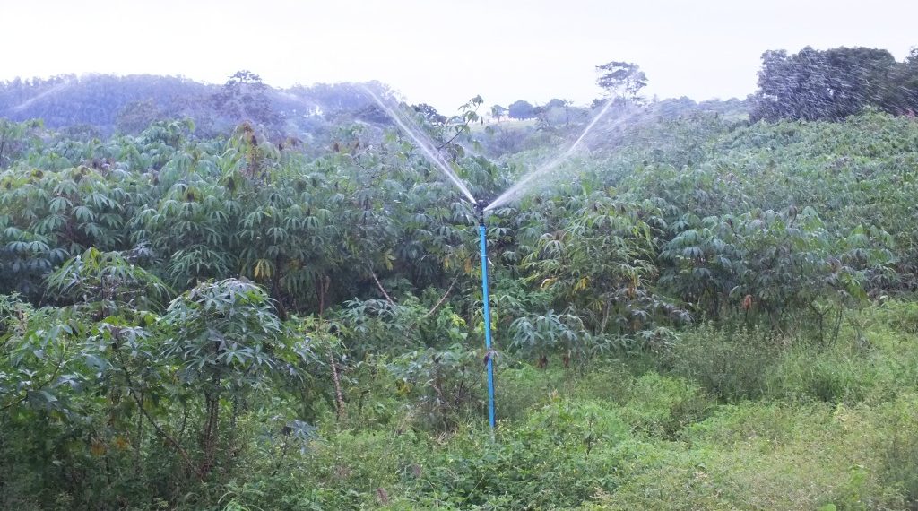 Irrigação pode aumentar a produtividade em até 400% e reduzir tempo de colheita