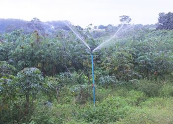 Irrigação pode aumentar a produtividade em até 400% e reduzir tempo de colheita