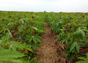 Tecnologias da cultura da mandioca vão ser divulgadas no Show Rural Coopavel