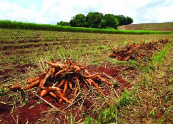 Mandiocultura vive uma de suas melhores fases