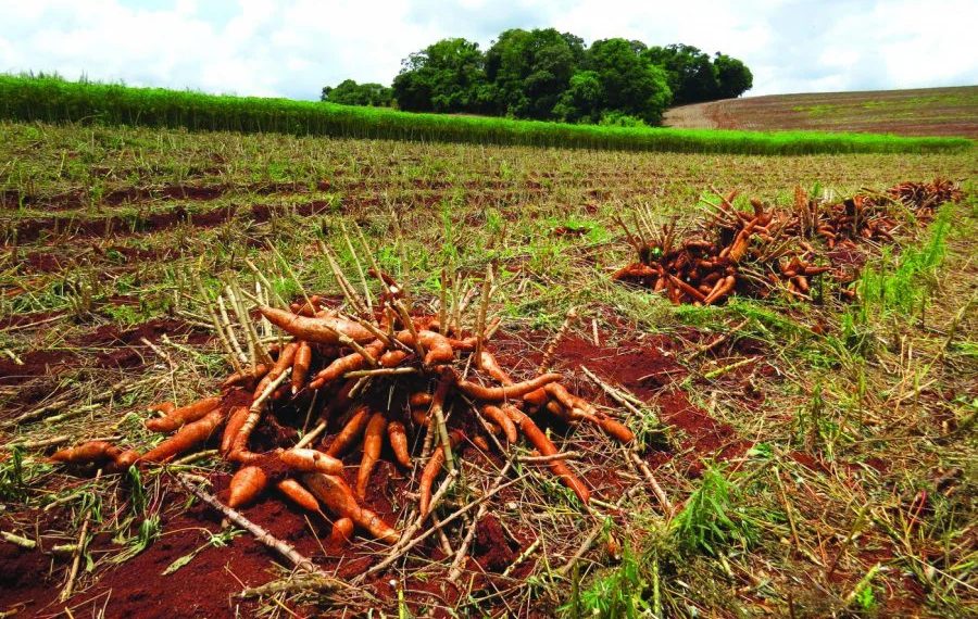 Mandiocultura vive uma de suas melhores fases