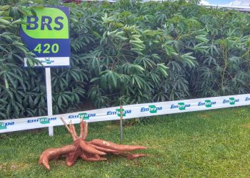 Nova variedade de mandioca, BRS 420 tem 45% a mais de raízes e 51% a mais de amido