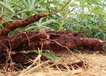 Ambev: Embrapa vai selecionar clones para produção de cerveja