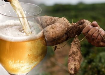 Cerveja feita de mandioca vira fonte de renda para agricultores do Maranhão