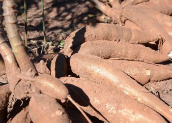 Novo Zarc prevê atraso no plantio da mandioca no PR, diz diretor da ABAM