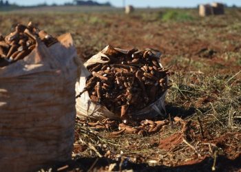 Publicado o Zoneamento  Agrícola para a mandioca
