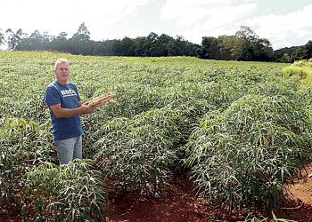 Mais resistente à estiagem, mandioca é alternativa para diversificação