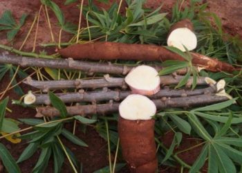 Sem demanda, produtores seguem na colheita de mandioca e preços caem