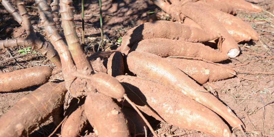 Estiagem e pandemia afetam consumo e preço da mandioca em Santa Catarina
