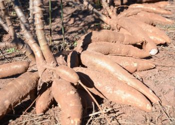 Estiagem e pandemia afetam consumo e preço da mandioca em Santa Catarina