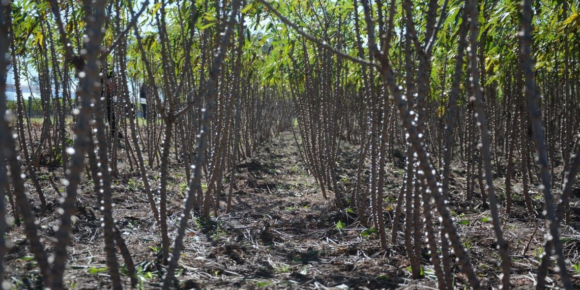 Deral divulga estimativa de produção de mandioca no Paraná da safra 2019/20