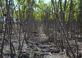 Deral divulga estimativa de produção de mandioca no Paraná da safra 2019/20