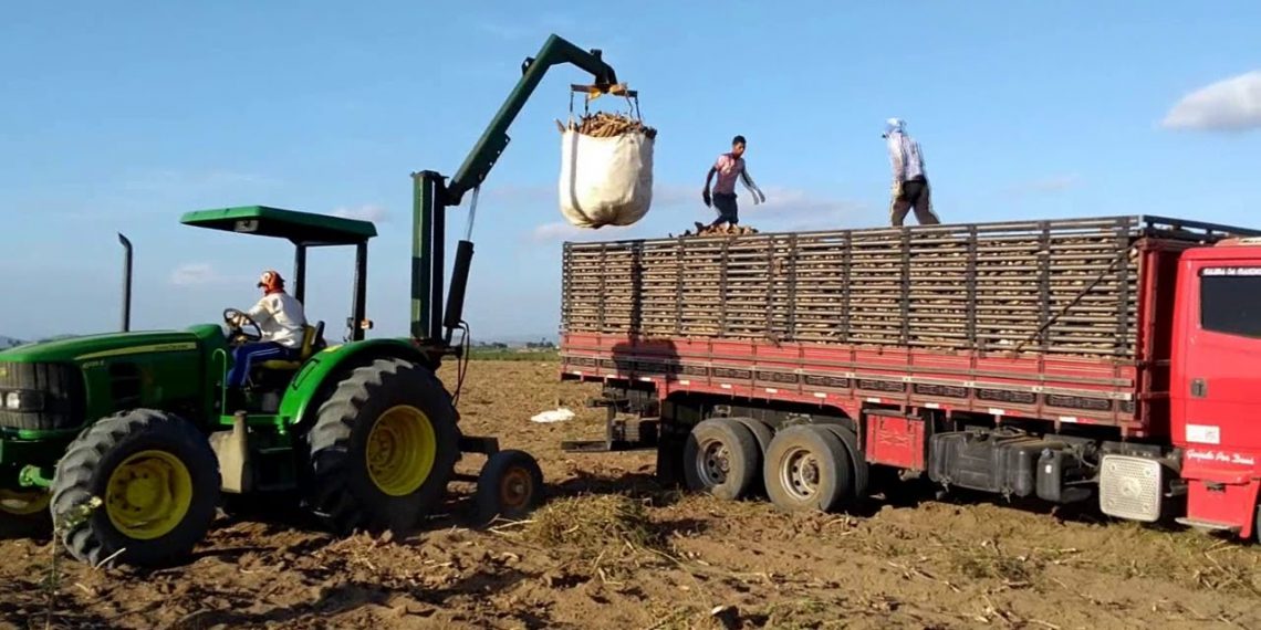 CEPEA: Maior demanda de Mandioca sustenta os preços