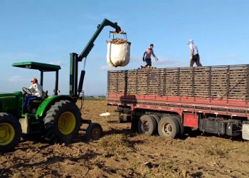 CEPEA: Maior demanda de Mandioca sustenta os preços