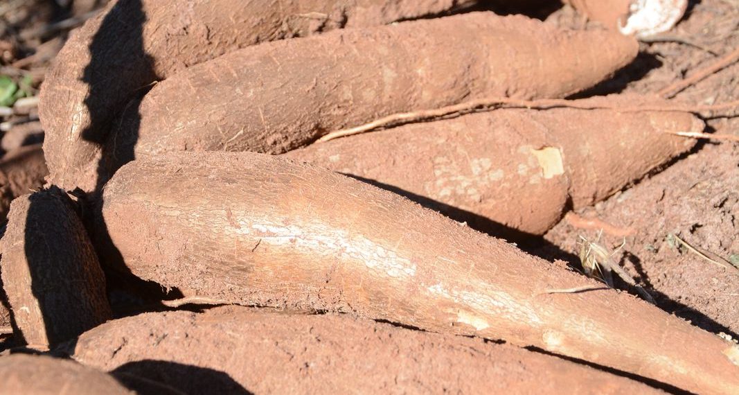 Paraná poderá produzir 10% a mais de mandioca na atual safra