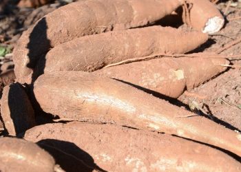Paraná poderá produzir 10% a mais de mandioca na atual safra