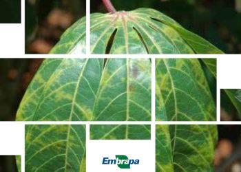 Embrapa lança publicação sobre doenças de mandioca