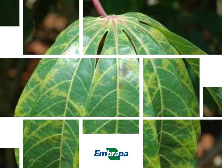 Embrapa lança publicação sobre doenças de mandioca