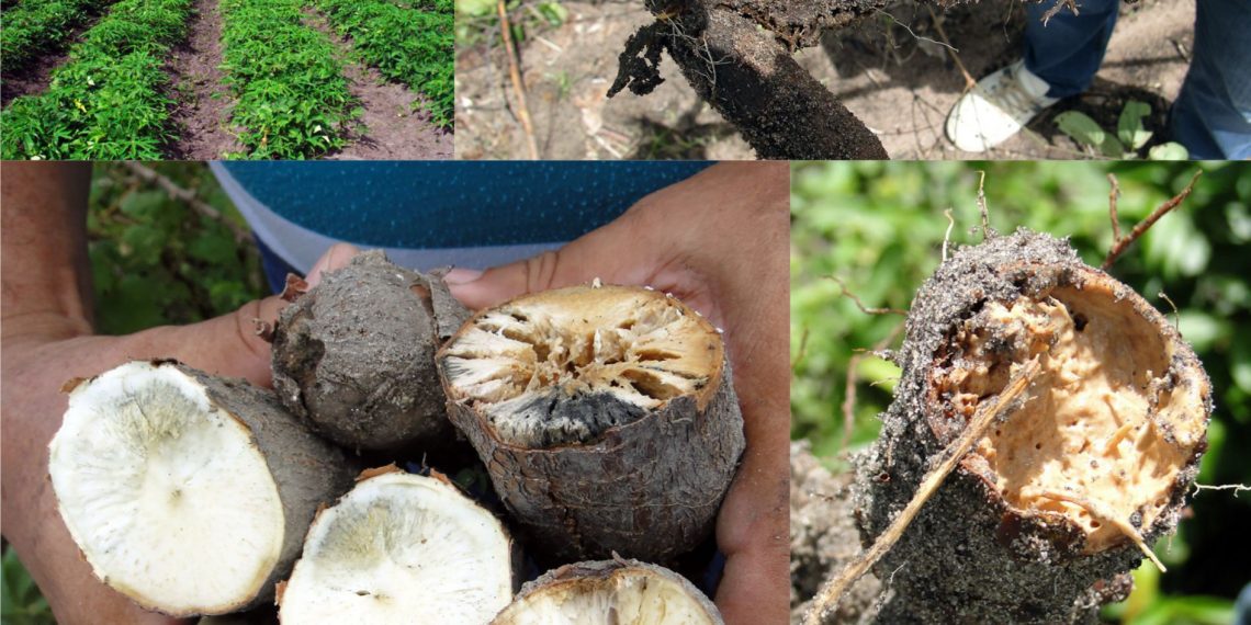 Abordagem holística pode reduzir podridão em raízes de mandioca