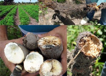 Abordagem holística pode reduzir podridão em raízes de mandioca