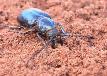 Praga da cana invade cultura da mandioca na região de Umuarama