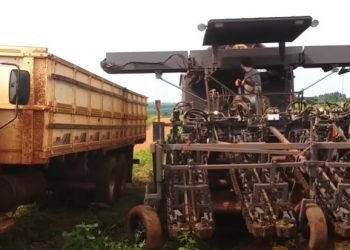 Mandioca: cadeia produtiva abre frentes para o desenvolvimento de colheitadeira