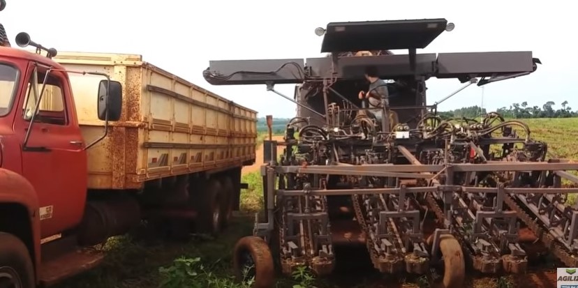 Cadeia produtiva da mandioca