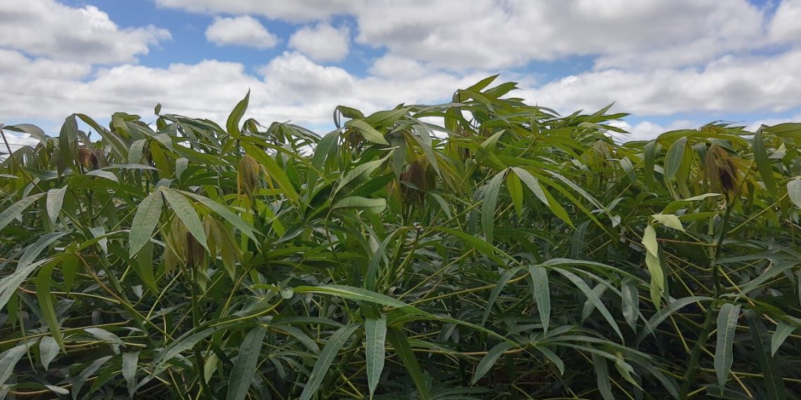 Crise gerada por Covid-19 afeta setor de mandioca de diferentes modos