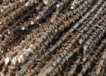 Edital para licenciamento de produção de mudas de mandioca está aberto